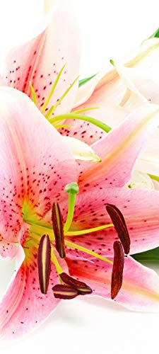 Bilderdepot24 Türtapete Lilie III 90 x 200 cm - einteilig Türaufkleber Türfolie Türposter - Blume Blüte Pflanze Blatt Garten Natur