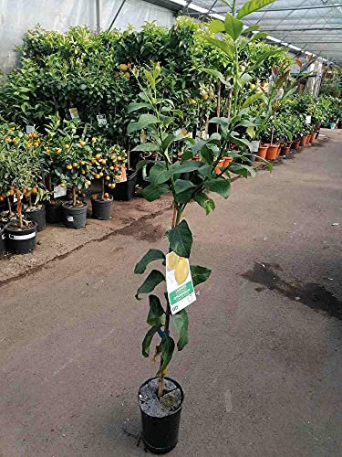 Citrus limon Lunario 120 cm - Echter Zitronenbaum (C17) - Vier-Jahreszeiten-Zitrone für Balkon, Garten & Terrasse - Robuster Zitronenbaum mit ganzjähriger Ernte