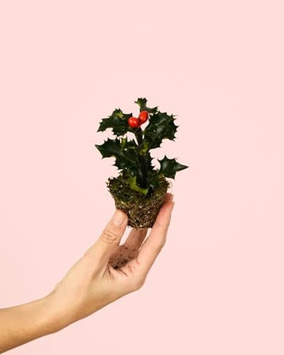 Acebo - Ilex | Mini Planta Natural Navidad | Pur Plant
