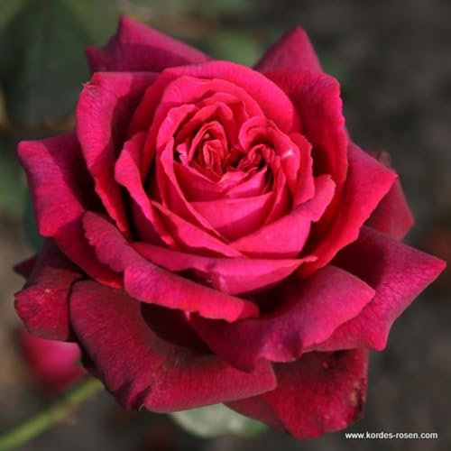 2 x Rosier - Rosa 'Comtesse Diana' pot 25-30 cm - La Rosier royale en rouge violet lumineux