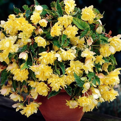 Begonia Yellow Cascade - Tuberous Perennial - Summer Flowering Garden Bulbs - Live Trailing Plants for Hanging Baskets and Pots - UK Gardens (6 Bulbs)