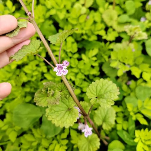 semi di edera terrestre d'appartamento esotiche in vaso balcone con rare giardino balcone, varietà antiche per la 300pcs