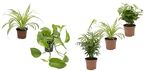 Dominik Blumen und Pflanzen, Rankpflanzen-Set, grünlilie und Efeutute & Indoor-Trio - Kaffee-Pflanze Coffea arabica, Grünlilie Chlorophytum comosum und Zimmerpalme Chamaedorea, Zimmerpflanzen