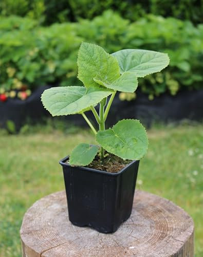 Paulownia Tomentosa, kiri, arbre bleu, arbre impérial, croissance rapide, résistant à l'hiver