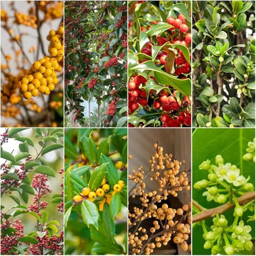 stechpalme Ilex - blumensamen Seltene Serie zierstrauch heckenpflanzen blühende nachhaltig sträucher winterhart gartensamen Heilpflanzen exotische für 400samen