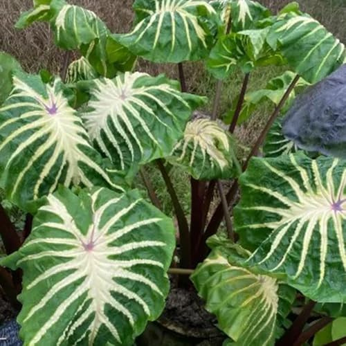 Semi di orecchie di elefante, semi Colocasia gigantea, d'appartamento da balcone per giardino da esterno resistenti per il giardino 20pcs