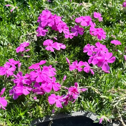 Phlox de alfombra - flox subulata cama elevada de jardín rocas semillas interior semillas prados silvestres exóticas decoración 600pcs