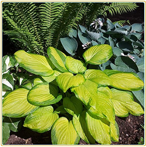 Hosta pianta pianta perenne hosta tappezzante per esterni, coltivazione a basso costo, meraviglioso giardino-10 Rizoma