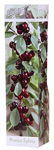 Säulenobst Kirsche ‘Sylvia’ – Prunus avium – kompakte Säulen-Kirsche für kleine Gärten & Balkon – süße Früchte – pflegeleicht – 40–60 cm Gesamthöhe