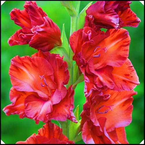 Gladiolus Bulbs Gladiolus Flower-(Gladioli Flowers,Cut Flowers,Wedding Flowers Plant Bulbs,Ornamental Flowers)-3bulbs-c