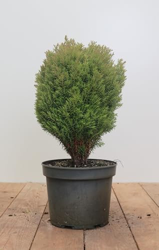 Thuja occidentalis 'Teddy' 20–25 cm – Immergrün, Winterhart, Pflegeleicht – Kugel-Lebensbaum – Kübelpflanze für Terrasse & Balkon