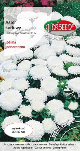 Verdica Graines d'asters chinois nains, fleurs blanches élégantes, hauteur compacte 30-35 cm, idéales pour les bordures de parterres, les semis au printemps (0,5 g)