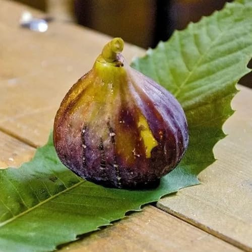 PIANTA DA FRUTTO FICO SAN Compatible with MANGO in vaso 20 età 2 anni