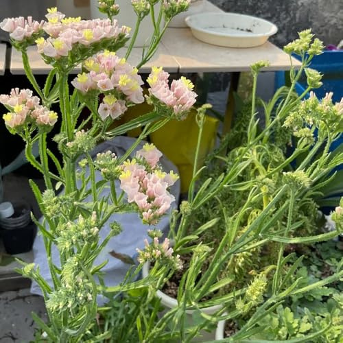 semillas de lavanda marina orgánicas - balcón resistentes 500pcs