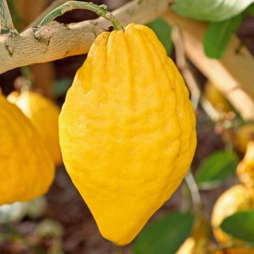 PIANTA DI CEDRO (Citrus Medica) in fitocella - età 2/3 anni (foto reali)