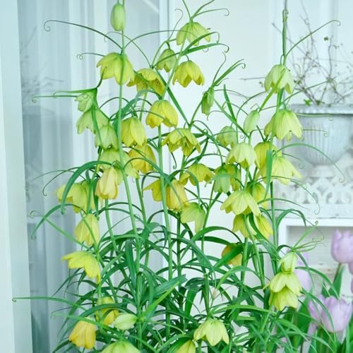 kaiserkrone exotische zimmerpflanzen balkonpflanzen balkon deko winterharte kübelpflanzen frühlingsblumen kräutergarten zimmerbonsai bonsai pflanzenkübel steingartenpflanzen 25zwiebeln