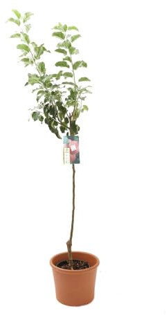 Árbol Frutal de Manzano Natural Ideal para el Jardín o la Terraza