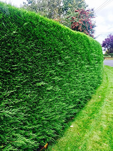 60 Green Leylandii Hedging Evergreen Conifer Plants Fast Growing Shrubs 30-45cm Potted Sunnyside Nurseries