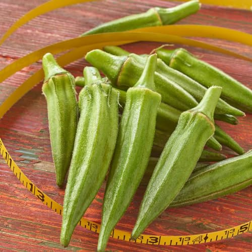 800 pz semi di gombo, balcone per gli amanti del giardino insoliti