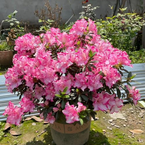 semi resistenti di azalea - decorazione da giardino esterno rododendro perenni 120pcs
