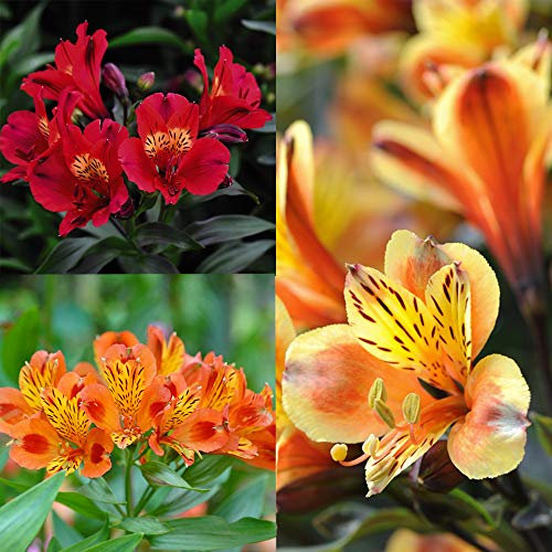 Alstroemeria Summer Trio Garden Plant Hardy Perennial Flowering Garden Plants Easy to Grow Your Own 3X Jumbo Plug Plants by Thompson and Morgan