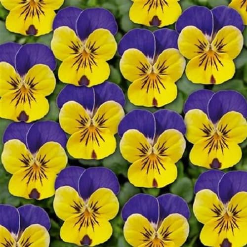 Helza Stiefmütterchen Twix Yellow Blue Wing, Gelb Blau Flügel, Holländische Veilchen, 200 stück, Blumensamen für Garten und Balkon, Pflanzensamen, Saatgut von Kulturpflanzen
