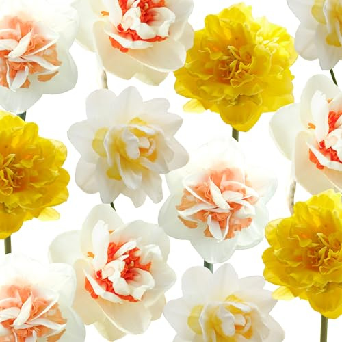 Narzissenzwiebeln 30 x 'Spring Paradise Collection ' - The Bulb Farmers - Fruhjahr - in den Niederlanden gezuchtet - Narzissen Zwiebeln - Blumenzwiebeln