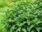 100 semi di menta fresca verde