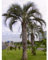 50 Semi Pindo Palma, Butia Capitata