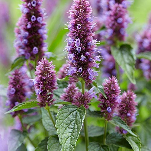 Hysop gigante - 1200 semi - Agastache Mexicana Lavender Blue - Fiore perenne - NPWS