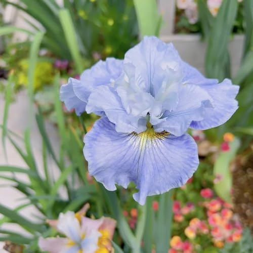 iris reverdecimiento de tejados balcón camas elevadas decoración de oficina jardín balcón bonsái Bulbos perennes, resistentes al invierno 7pcs