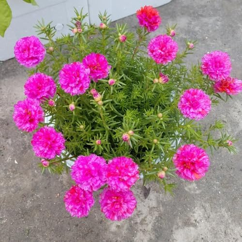 rosa Portulaca en de balcón Cubresuelos resistentes invernadero interior invernaderos de balcón trepadoras raras con, 100Semillas