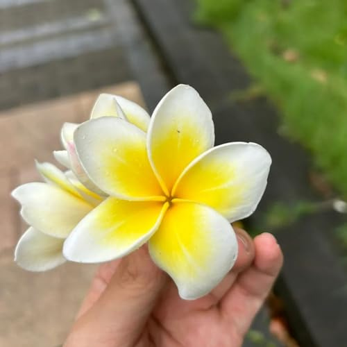 300 piezas semillas frangipani planta, interior plantura pared decoración Plumeria rubra bonsai maceta planta decorativa oficina decoración otoño