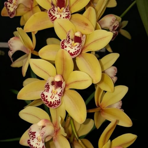 Bellissimo Rizoma Di Cymbidium Orchidea, Resistenti Al Freddo E Alla Siccità, Facile Da Coltivare, Perfetta Idea Regalo-10 rizoma-C
