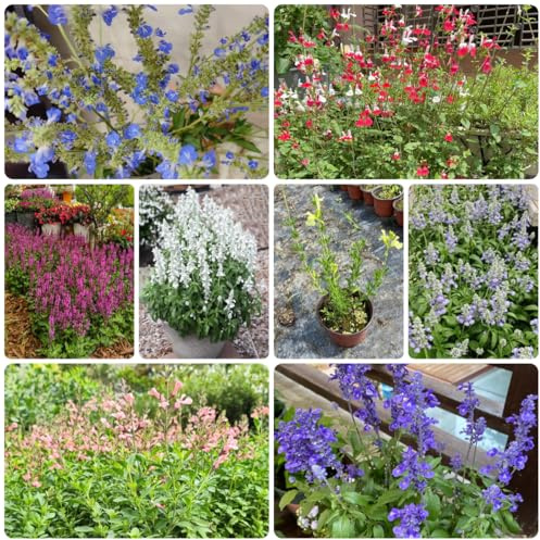 sabio - semillas orgánicas de silvestres de primavera semillas salvia balcones en lugares soleados silvestres Jardín en el balcón, 350semillas