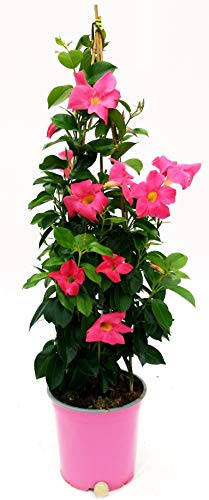POWERS TO FLOWERS - MANDEVILLA DIPLADENIA ROSA A PIRAMIDE H90CM, OFFERTA ULTIMI 8 PEZZI!! pianta vera
