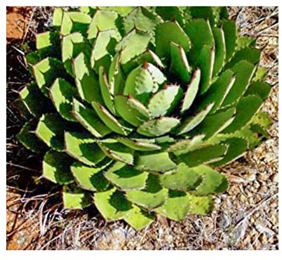Stk - 10x Agave congesta Agave Garten Pflanzen - Samen ID670 - Seeds & Plants Shop by Ipsa