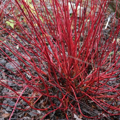 Plant Theory Sibirica Red Barked Dogwood Cornus Alba Shrub Plant 2L Pot