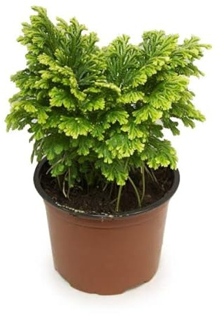 Rosa de Jericó | DECOALIVE | Planta Natural en Maceta | Atrae Suerte, Fortuna y Dinero | Planta de Interior