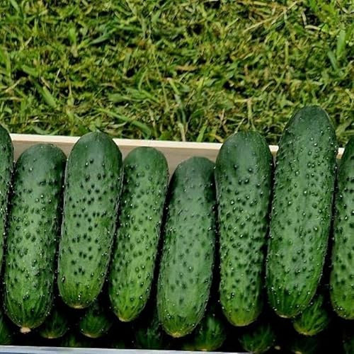Einlegegurke Tisa F1 | robust & widerstandsfähig | Freilandgurke | Gewächshausgurke | Gurkensamen | Freilandgurken Samen | Gurkensamen Gewächshaus | Samen Gurke