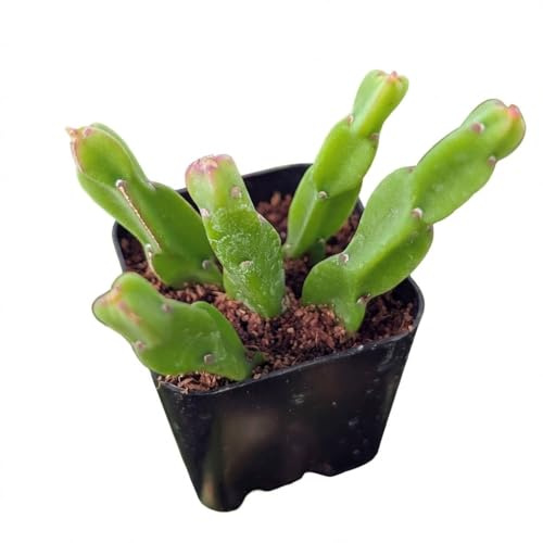 Rhipsalis paradoxa - Live Succulent Plant, 2 Inch Clay Pot, Unique Braided Trailing Stems with Textured Form, Easy Care Pet Friendly Plant for Hanging Planters, Home Decor