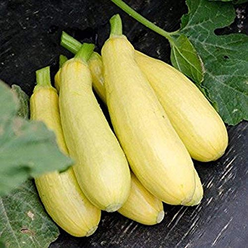 Mayo F1 Hybrid Summer Squash Seeds (80 Seed Pack)