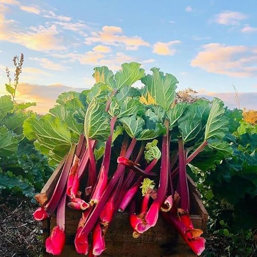 2 x Rhubarb Crown 'Prince Albert' - Ready to Plant Rhubarb Plant Perfect for The UK