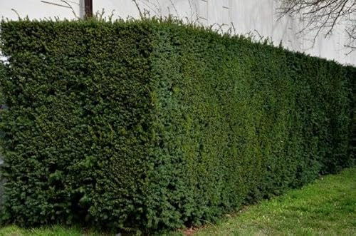 25 Taxus baccata 100-120cm ohne Ballen gemessen– Eibe Ballenware | Immergrüne Heckenpflanze, schnittverträglich & winterhart | Pflegeleicht & langlebig | Eibe | Heckenpflanzen | für ca. 6-7 m Hecke