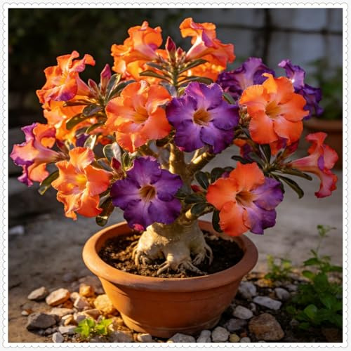 Rosa del Deserto - Perenne/Colori vivaci/Resistente alla siccità/Adatta per giardini esterni e balconi interni/Adatta ai principianti-1Rizomi-D