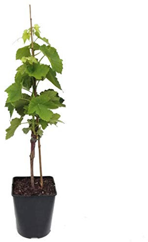 SuffolkRed pilzfeste Weinrebe rosa Traube süß und kernlos ca. 60-100 cm im 3,5 Liter Topf