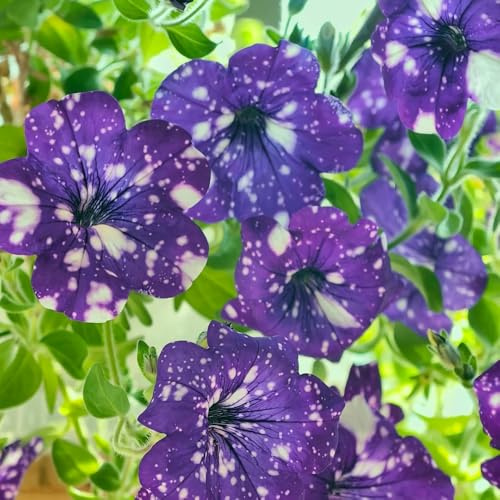 semi di petunia, resistenti decorative da giardino da interno soggiorno 300pcs