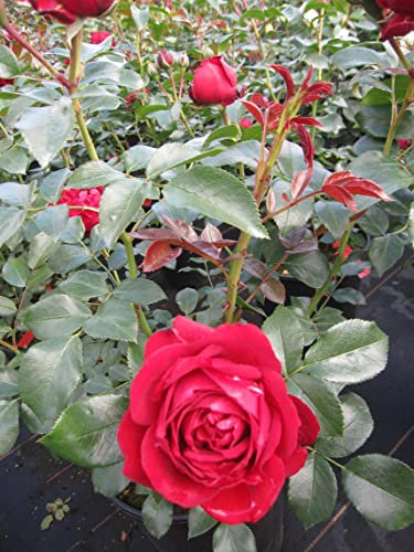 Märchenrose Till Eulenspiegel ® - Beetrose - Rosa Till Eulenspiegel ® - Kordes Rose