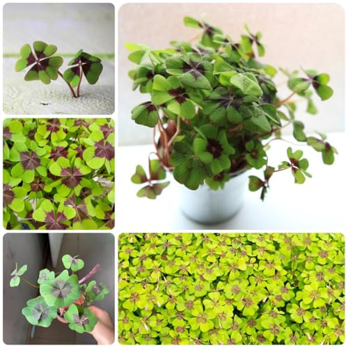 semi di trifoglio fortunato da balcone per luoghi soleggiati ossalideto di selvatiche tappezzante perenne e resistente aiuola rialzata, resistenti 600semi