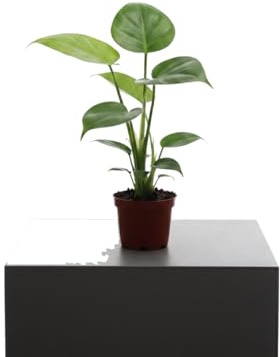 DECOALIVE Monstera Deliciosa de Interior en Maceta 12 cm Altura 40 cm para Ambientes Luminosos